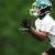 New York Jets Sign HBCU Graduate, Brandon Codrington